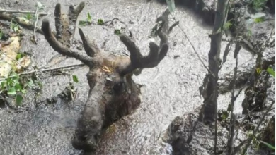 Photo of 70-Year-Old Men Rescue Moose After Being Tr.appe.d In A Deep Mud Pi.t