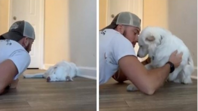 Photo of The Way This Man Wakes Up His Deaf And Blind Dog Is Just Adorable