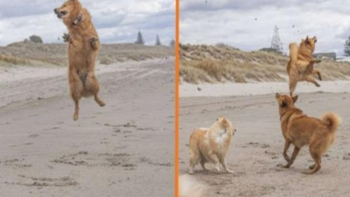 Photo of Dog Loves The Beach So Much That She Can’t Stop Jumping For Joy