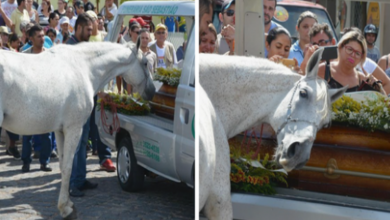 Photo of This Horse Saying Goodbye To Best Friend At His Funeral Will Break Your Heart