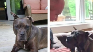 Photo of Blind senior Pit Bull gets contact lenses and she’s overwhelmed with excitement