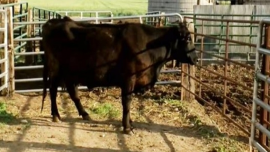 Photo of Farmer Believes His Cow Is Pregnant, He Fr.eeze.s When He Sees The Baby