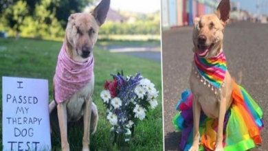 Photo of Pregnant Dog That Was Sh.ot 17 Times Is Now A Therapy Dog