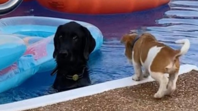 Photo of Barking Puppy Pushed into Pool By Annoyed Dog