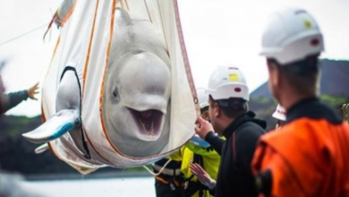 Photo of Two Beluga Whales Are Very Happy To Be Rescued From Performing In China