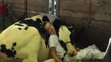 Photo of Picture of teen and cow taking a nap touches hearts of viewers