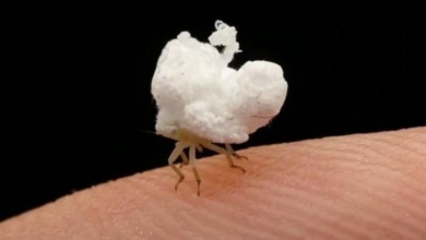 Photo of This adorable fluffy insect looks like a walking piece of popcorn