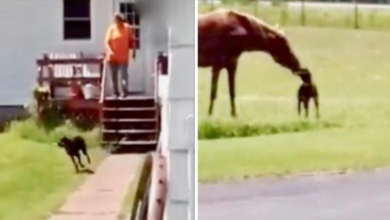 Photo of For Her Horse BFF, Dog Dashes Out Of House With Carrot