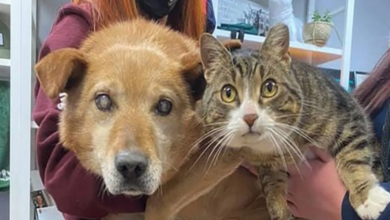 Photo of This Dog W.itho.ut Eyes and His Support Cat Are Adopted Into a New Family Together