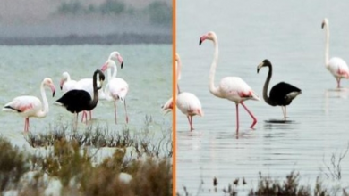 Photo of Ultra Rare Black Flamingo Caught On Camera In Cyprus