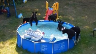 Photo of New Jersey family stunned to see group of bears throwing a pool party in their backyard