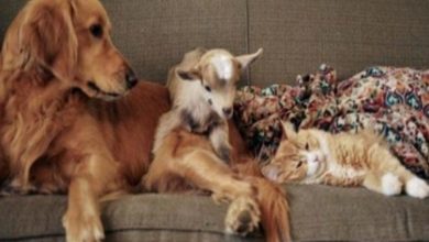 Photo of Golden Retriever falls in love with four little orphan goats becoming their adoptive caring mother
