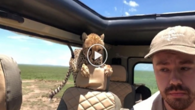 Photo of Tourist Turns Into Statue as Cheetah Invades Safari Vehicle