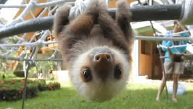 Photo of Watch Rescued Baby Sloths Have A Conversation – Just Try Not To Smile