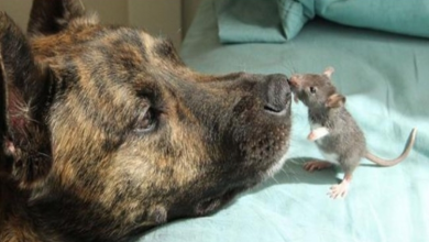 Photo of De.press.ed Rescue Dog Had N.o One To Play With – Becomes Best Friends With A Rat