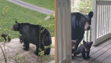 Photo of Man Befriends a Bear Over The Years – Then She Brings Her New Cubs To Meet Him