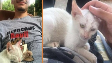 Photo of Guy Wakes Up To Find Str.ay Kitten Napping On His Lap – So He Adopts Her