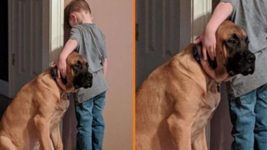 Photo of Beautiful Moment Loyal Dog Keeps a Boy Company During His ‘Time-O.ut’