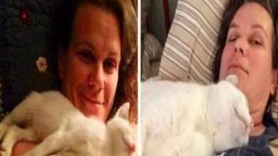 Photo of This Online Community Shares How Their Adopted Cats Looked Then & Now And It’s Heartwarming