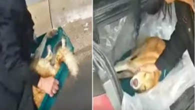 Photo of “Road Kill Dog” Is Passed By For Hours, Woman Shuts Down Highway To Pick Him Up