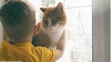 Photo of After Being Adopted By Families with Children on the Autism Spectrum, Cats Are Less Stressed