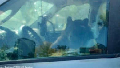 Photo of Black Bear Breaks Into Truck In Colorado And Destroys Interior Trying To Escape