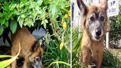 Photo of Dog Dumped In A Cemetery Was “Guarded By Angels” Till Her Heroes Came For Her