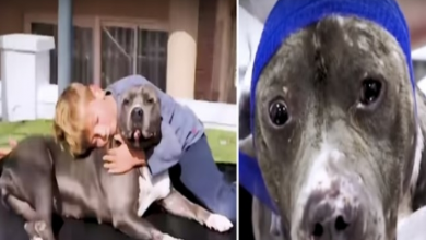 Photo of Pit Bull Used As Bait Dog In Dogfighting, Found Her Second Chance In Life