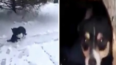 Photo of Heroic hound who finds cat in snow and drags him to safety is caught on camera