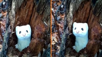 Photo of Adorable Footage Of Snow-White Weasel Peeking Out Of A Hollow Tree