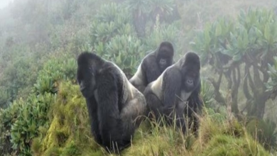 Photo of 3 Silverback Gorillas Protect a Group Of 22 Female Gorillas