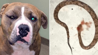 Photo of Loyal Pit Bull Leapt Into Action To Save His Human From Venomous Snake