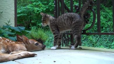 Photo of Kitten meets for the first time a baby deer and her reaction is  inimaginable