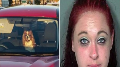 Photo of Pup Yelps For Help & Spits Out Blood After Owner Left Him In Hot Car For An Hour