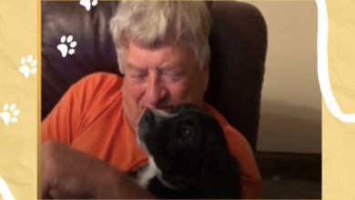 Photo of Bear the Dog Changes This Windowed Husband’s Life