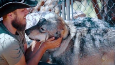 Photo of Veterans Suffering From PTSD Use Wolfdogs As New Form Of Therapy