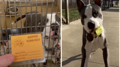 Photo of Dog’s Shelter Pal Gets Adopted Leaving Him Alone, So Worker Makes Him A Promise