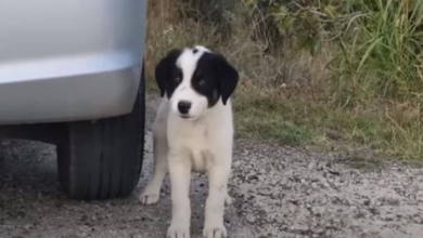 Photo of Str.ay Puppy Makes Sure Woman Stops Her Car To Rescue Him