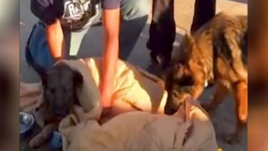 Photo of Dying Dog Refuses To Leave This World Before Helping His Abused Friend To Walk Again