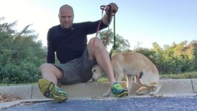 Photo of Stray Dog Is Too Frightened To Trust Humans And Hides Under Her Rescuer’s Legs