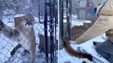 Photo of Cougar Lets Woman Touch His Tail For Very Important Reason
