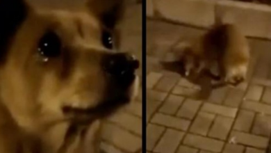 Photo of Stray dog appears to ‘cry’ as stranger gives him food in heartbreaking footage