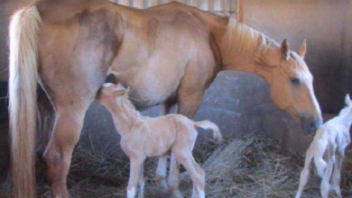 Photo of Pregnant Horse Gives Birth To Twin Foals After Being 7 Days Overdue