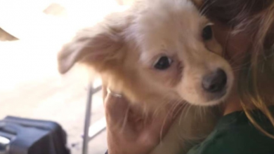 Photo of Little Pup Rescued From A Dog Meat Farm Learns About A Life Without Wire Floors