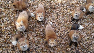 Photo of Fox Village In Japan Is Probably The Cutest Place On Earth (Gallery)
