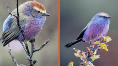 Photo of Streaks of Blue And Violet Tones, This Bird Looks Like It Came Straight Out of a Fairy Tale