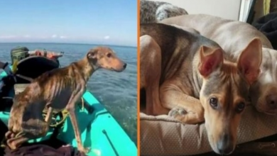 Photo of Man Finds Starving Dog On Deserted Island And Saves His Life