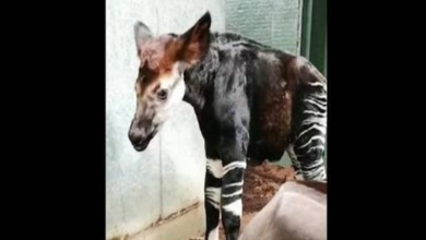 Photo of Baby Okapi Born At London Zoo Takes First Wobbly Steps Minutes After Being Born