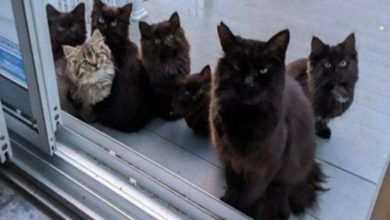 Photo of Stray Cat Brings All Her Babies To A Woman Who Gave Her Food And Helped Her