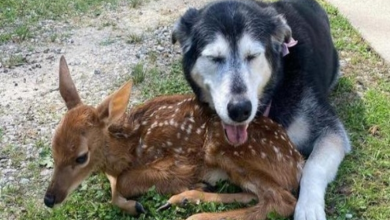 Photo of Dog Cuddles With In.jure.d Baby Deer Until the Fawn Finds a Home